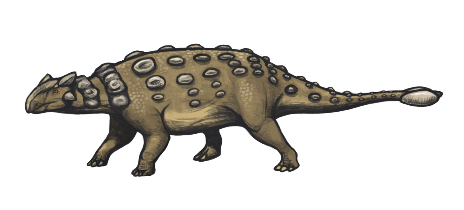 Ankylosaurus