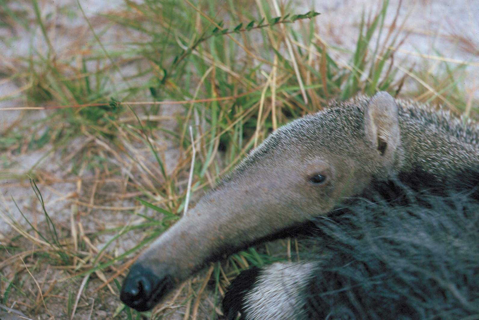 Anteater