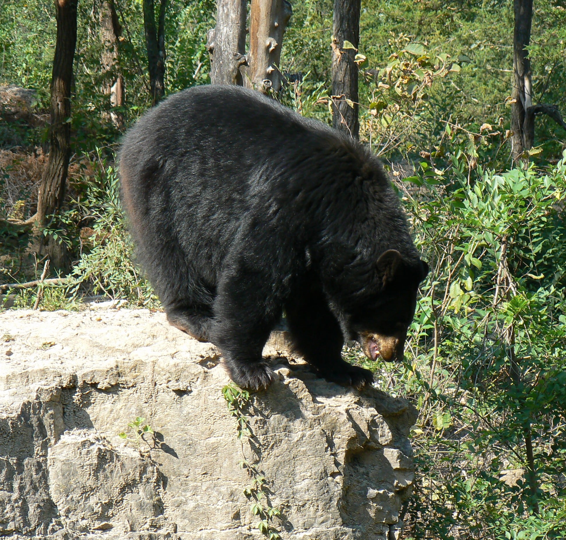 Black Bear