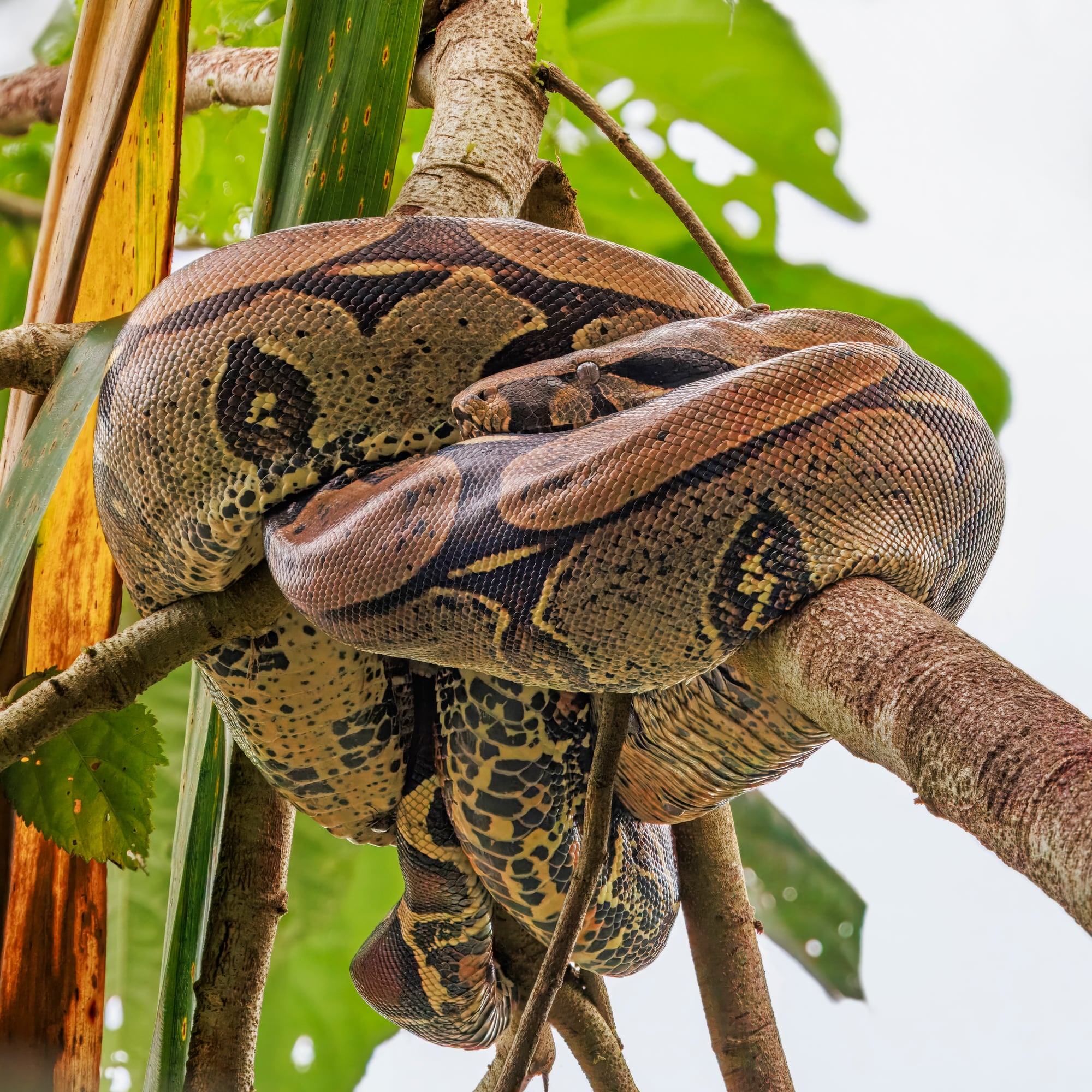 Boa Constrictor