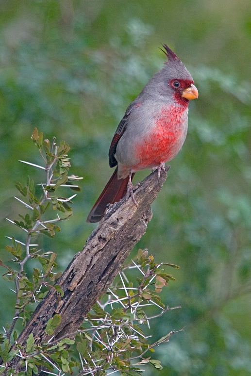 Cardinal (bird)