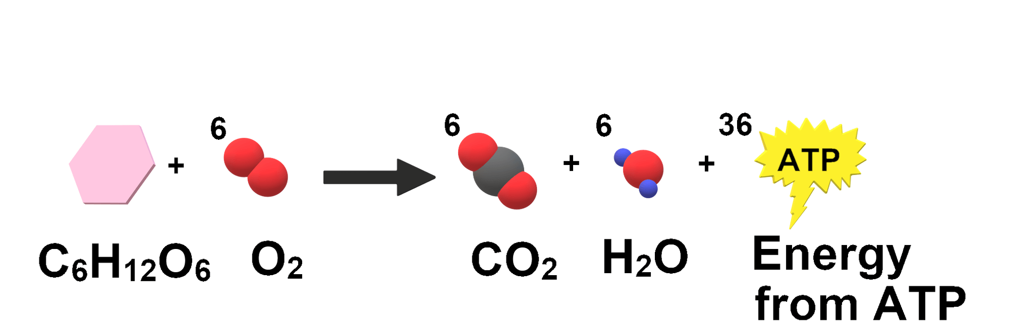 Cellular Respiration