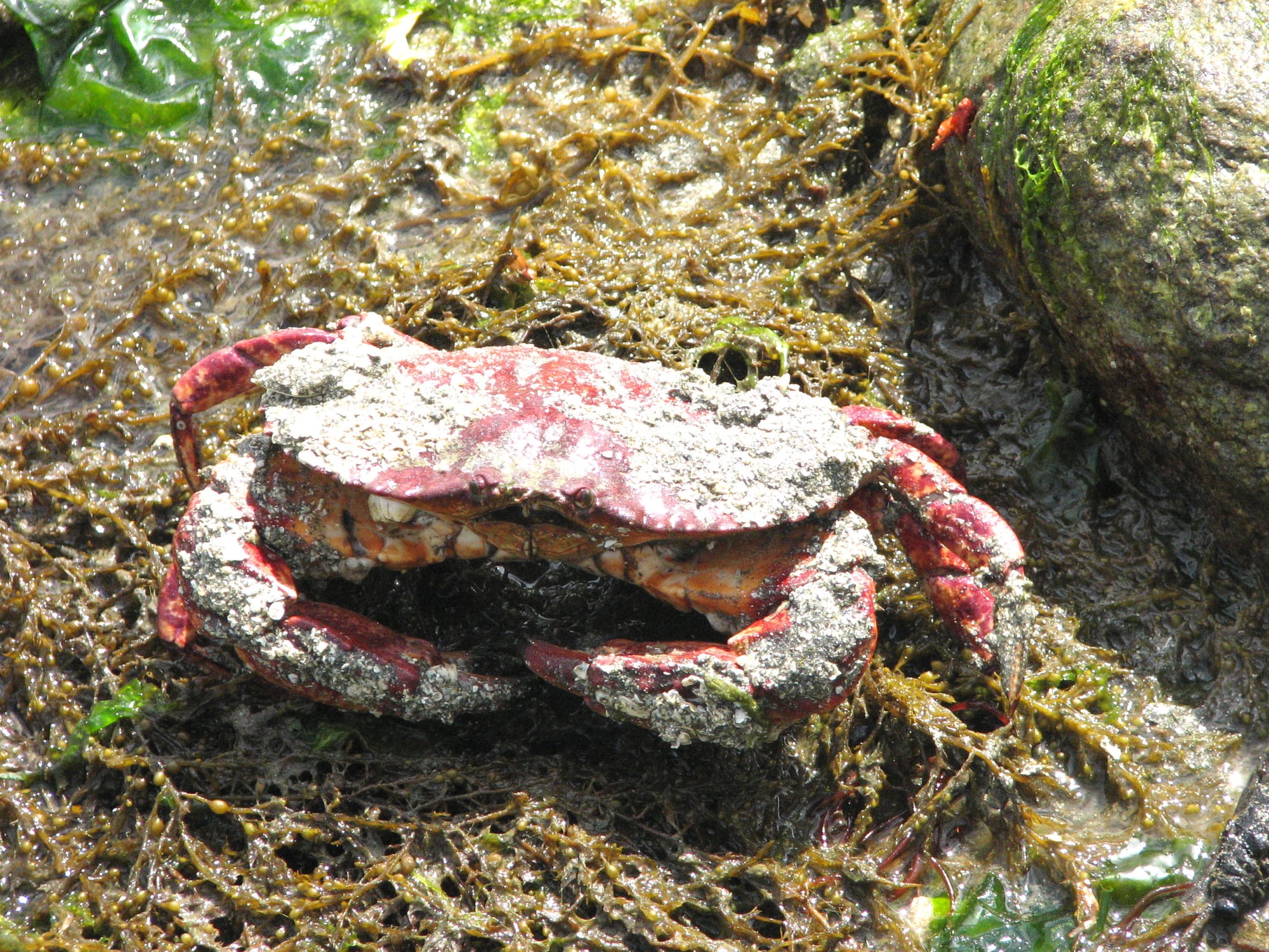Crab