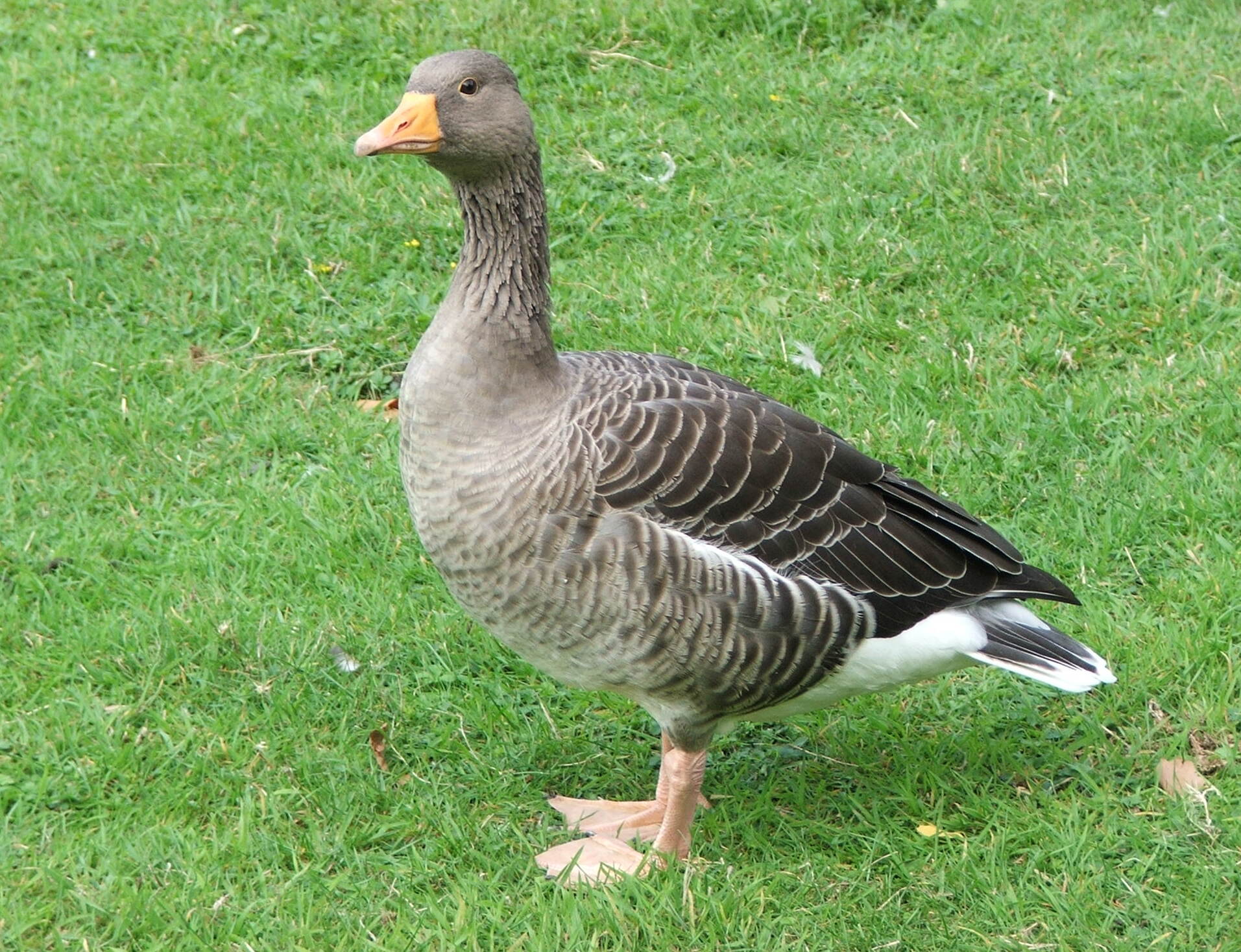 Goose