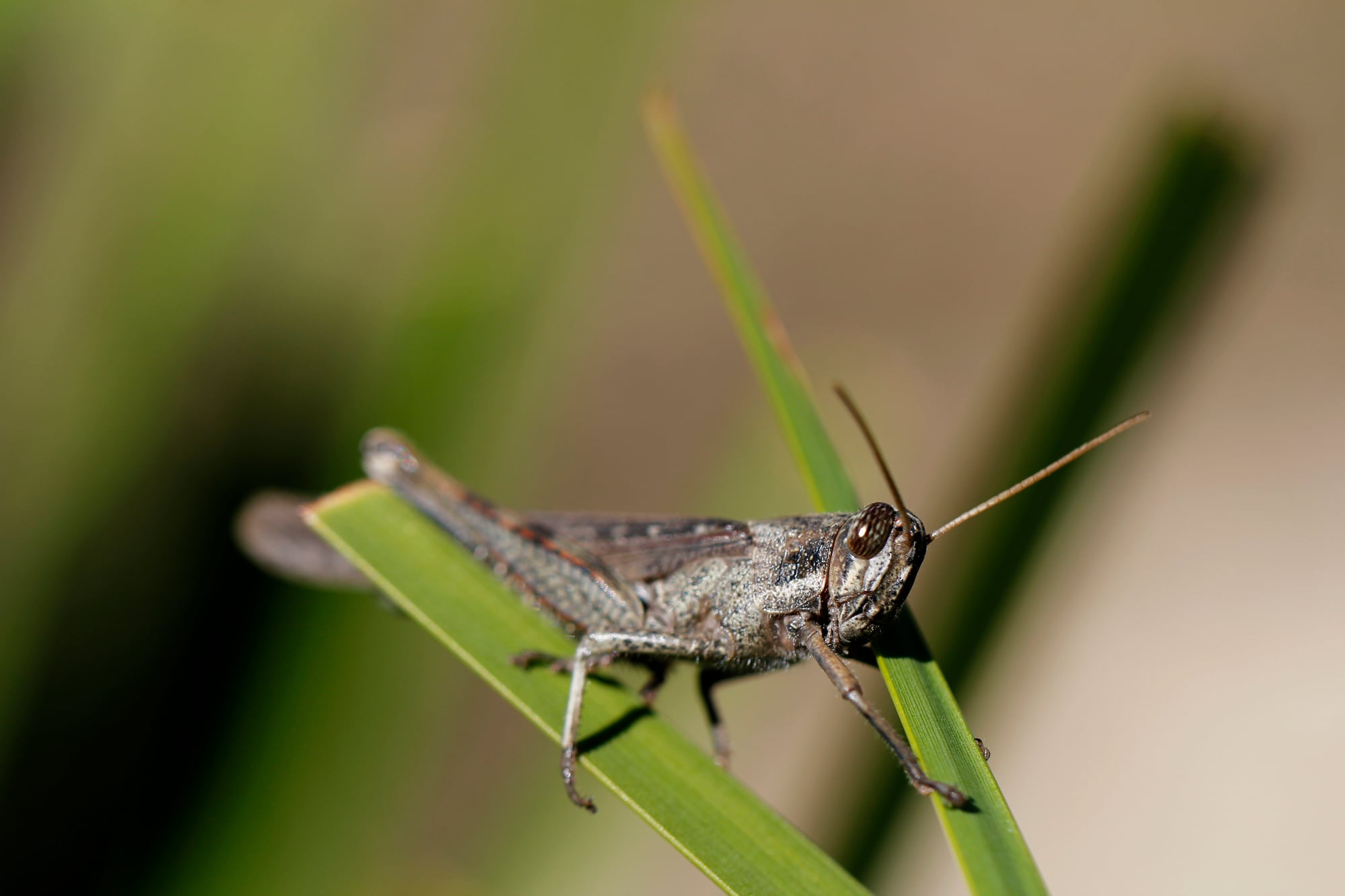 Grasshopper