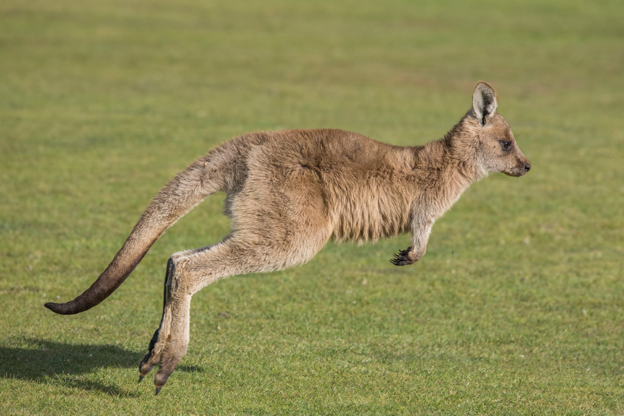 Kangaroo