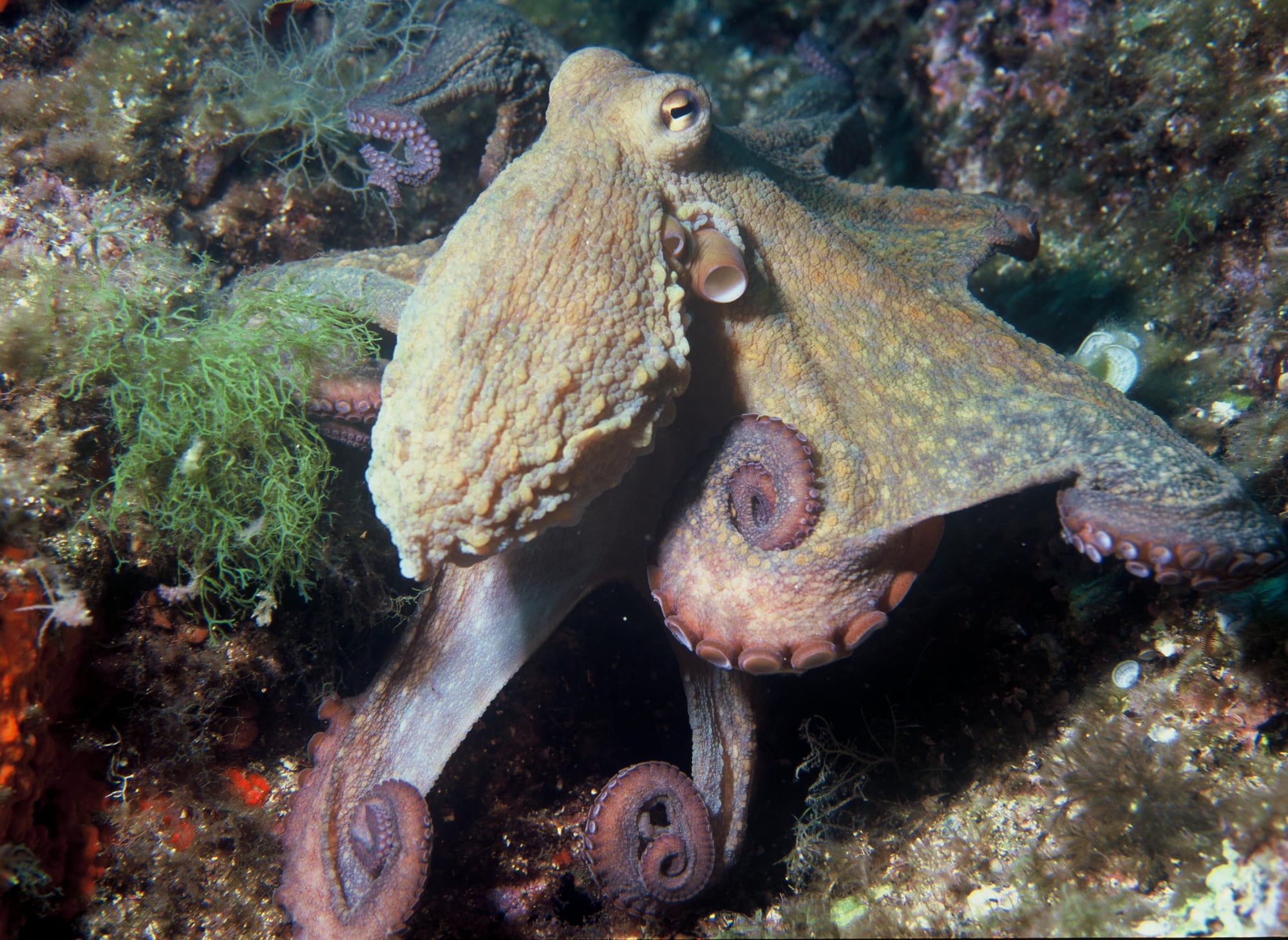 Octopus