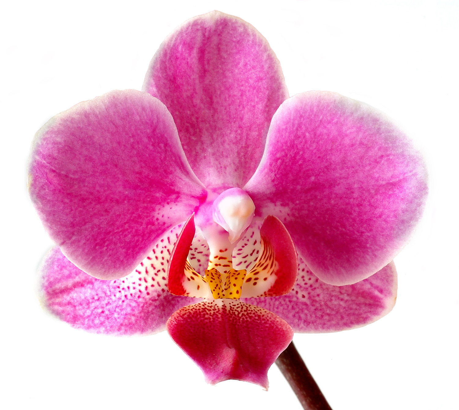 Orchid