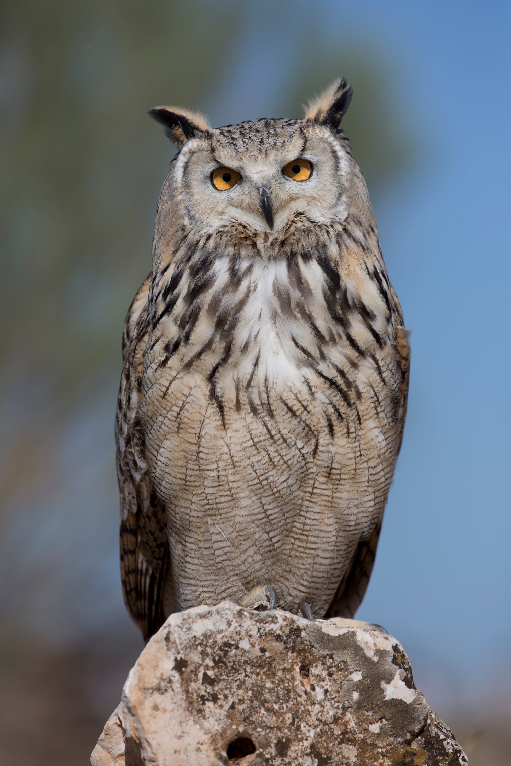 Owl
