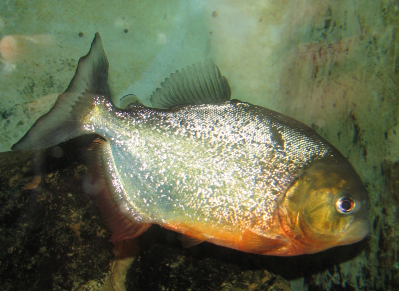 Piranha