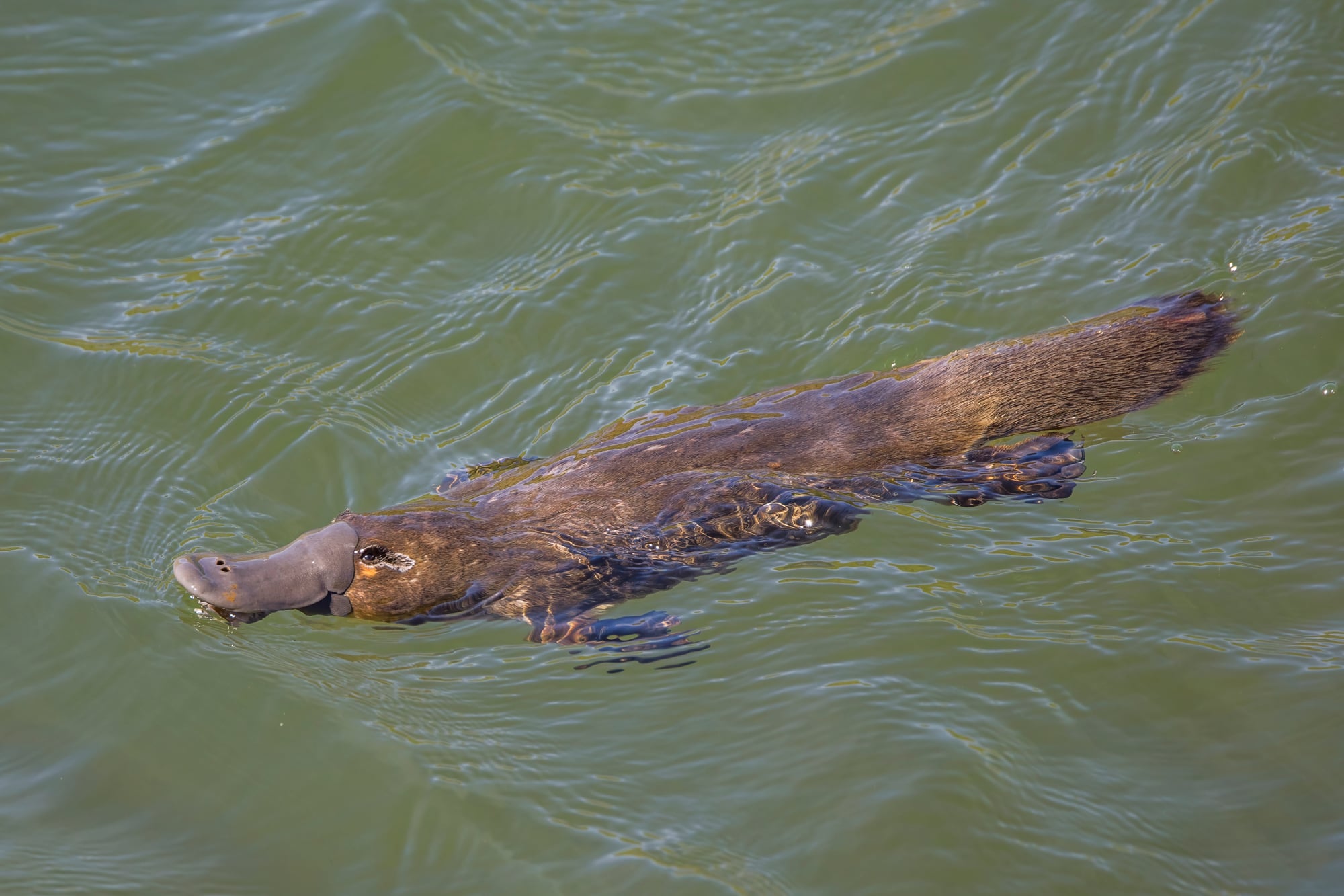 Platypus