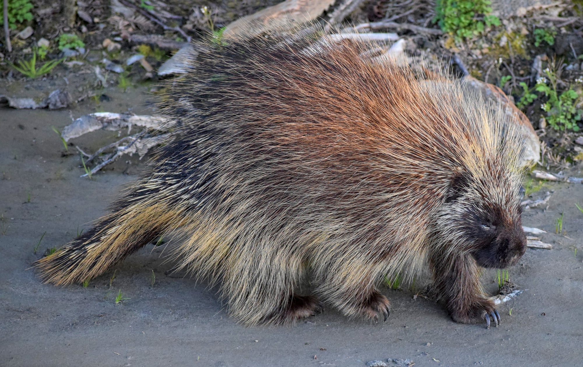 Porcupine