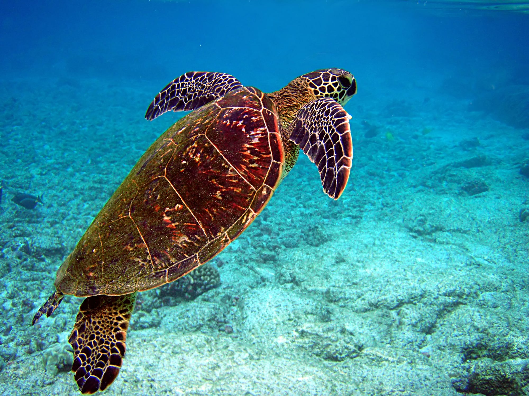 Sea Turtle