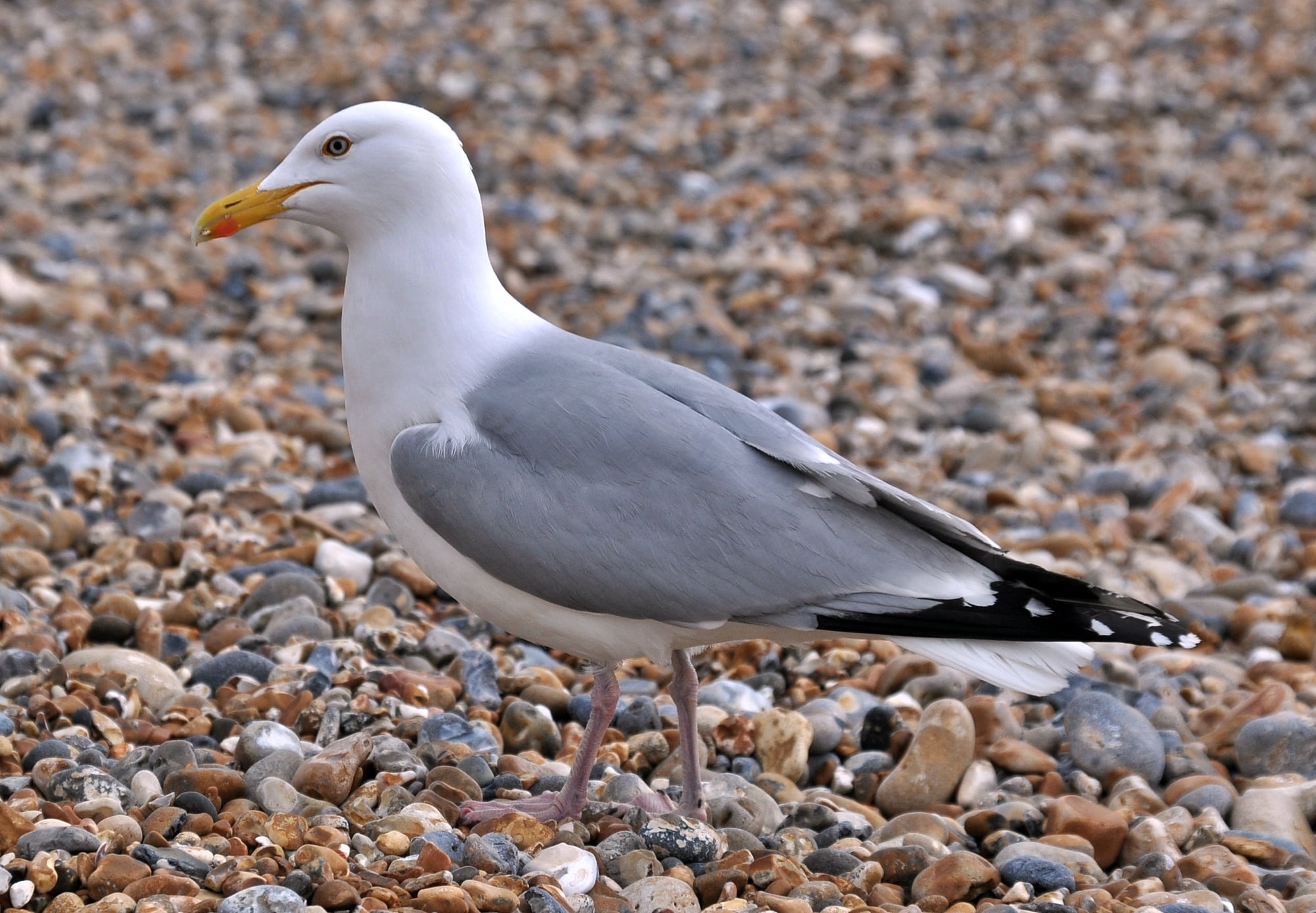Seagull