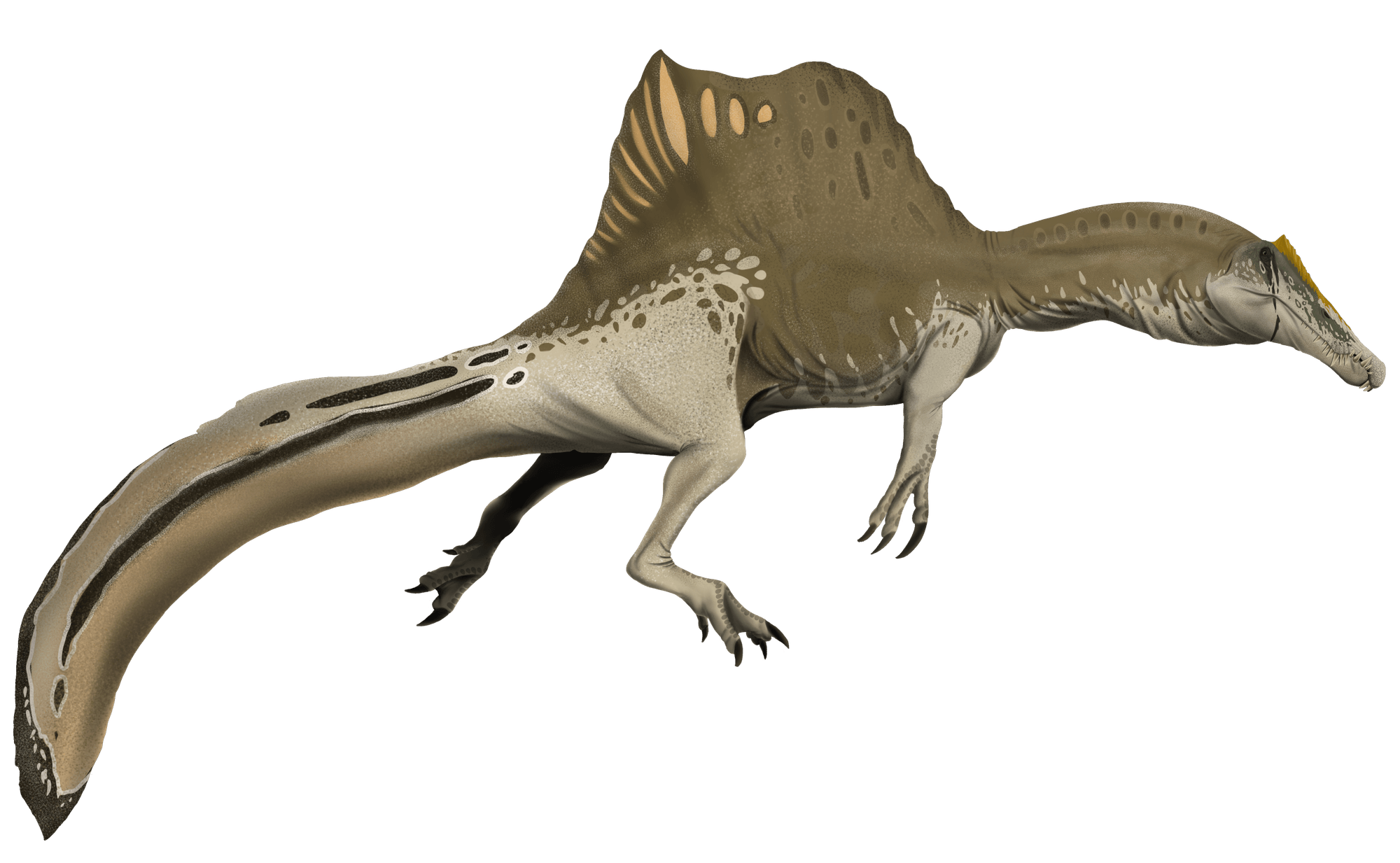 Spinosaurus