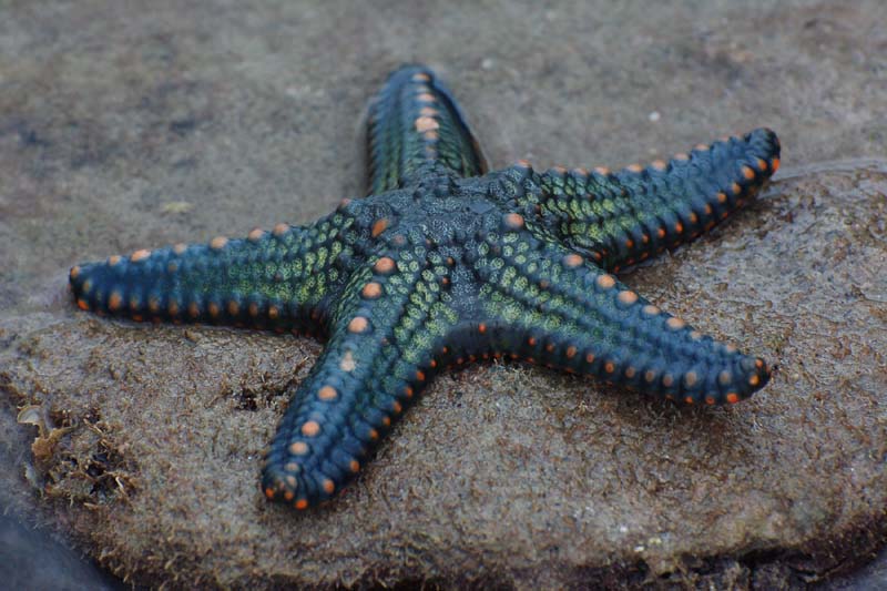 Starfish