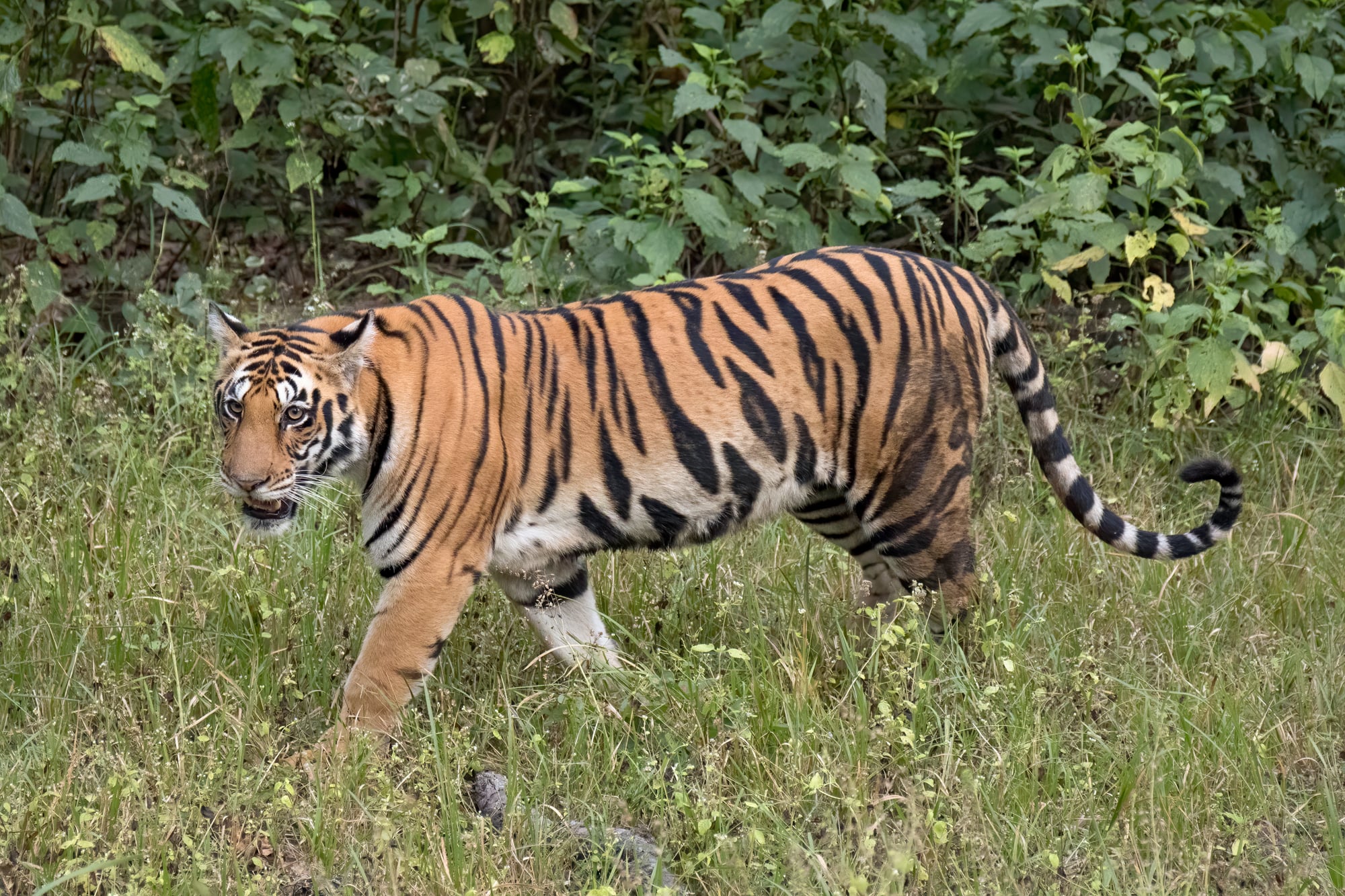 Tiger